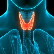 Understanding the Thyroid